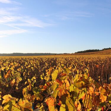 L'automne, c'est en Bourgogne