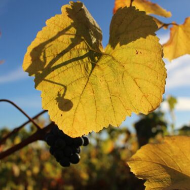 La vigne est une liane