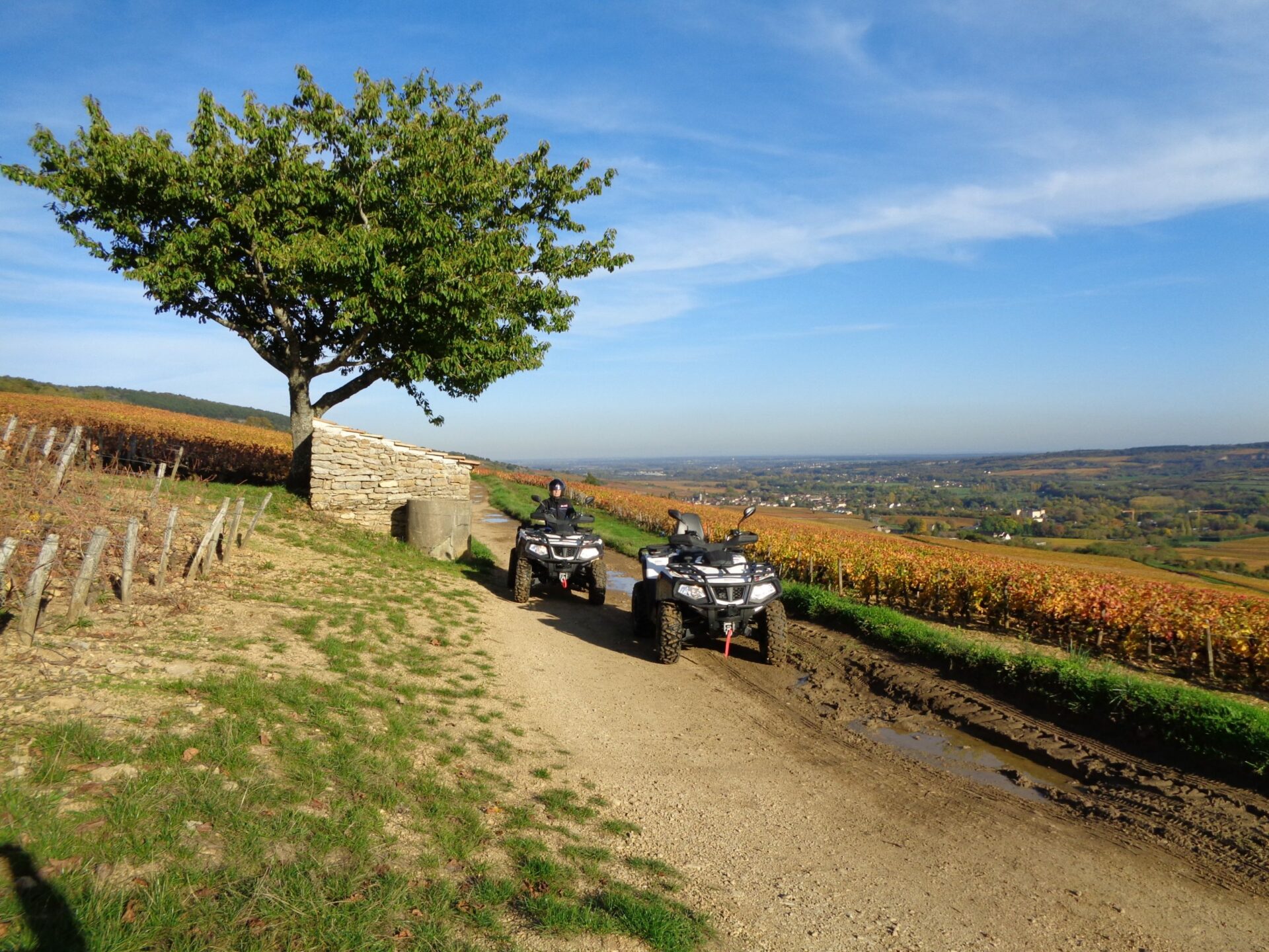 Balade en quad dans les vigne de Côte d'or