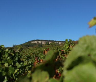 Vignes et falaise proche de Nolay