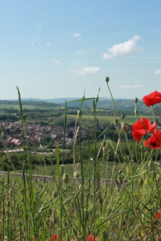 Nolay à travers les coquelicots