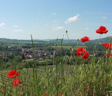 Nolay à travers les coquelicots