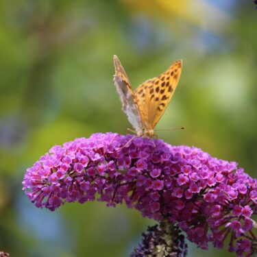 Le papillon le Nacré posé sur une fleur d'un arbre à papillons