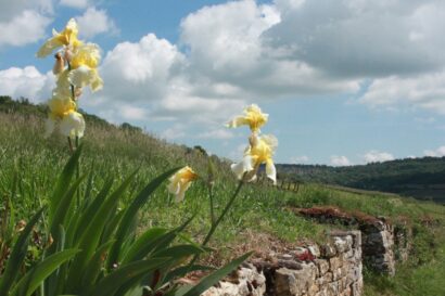 VIgnes et iris jaunes