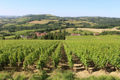 Les vignes de Nolay