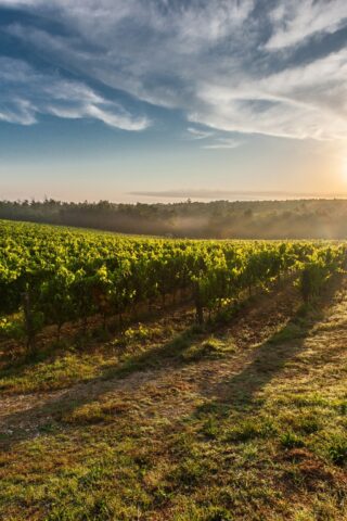 Le vignoble au coucher de soleil