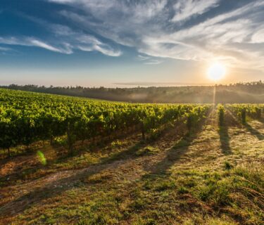 Le vignoble au coucher de soleil