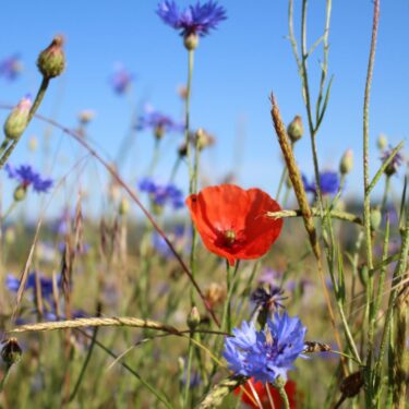 Coquelicots et bleuets