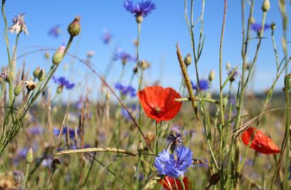 Coquelicots et bleuets