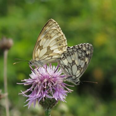 Papillon Demi-deuil