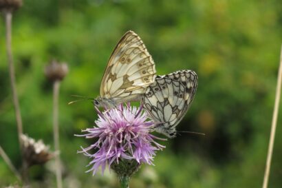 Papillon Demi-deuil