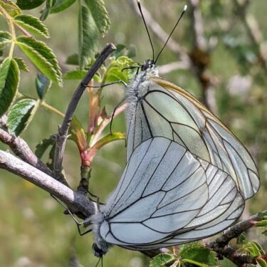 Papillon Le Gazé