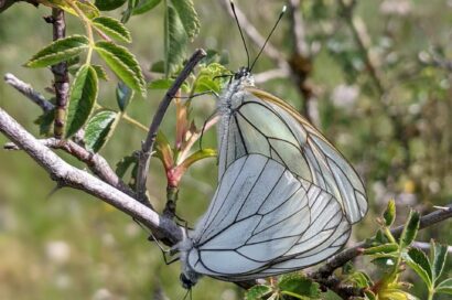 Papillon Le Gazé