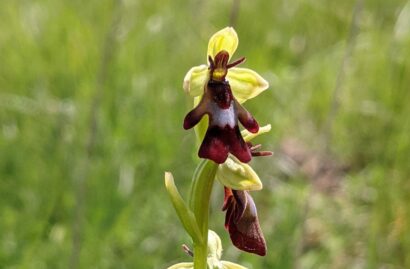 Ophrys mouche