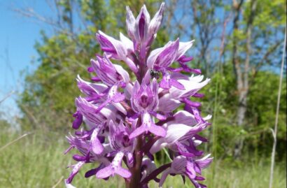 Orchis militaire