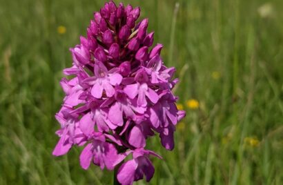 Orchis pyramidal