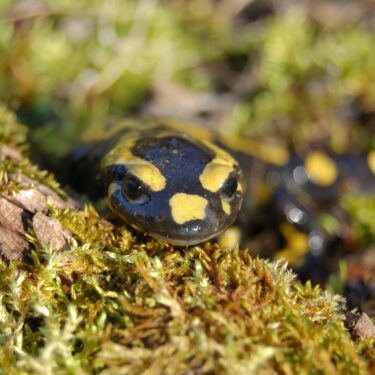 Salamandre tachetée, emblème de François 1er