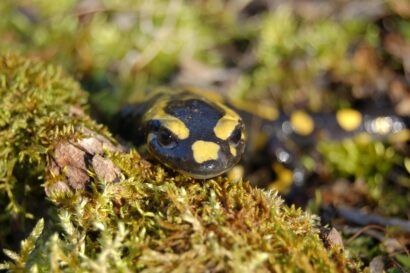 Salamandre tachetée, emblème de François 1er