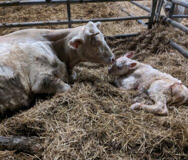 Ferme Bazin