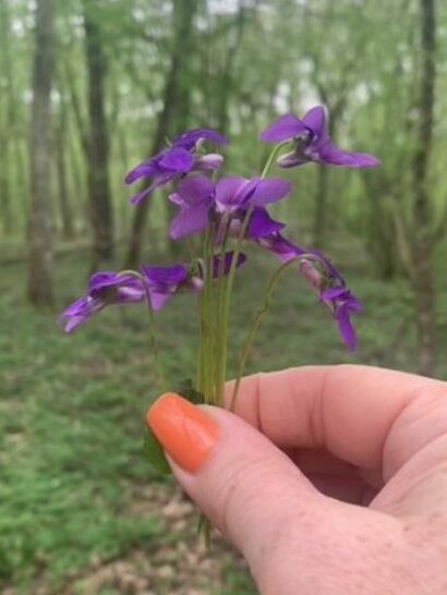 violettes