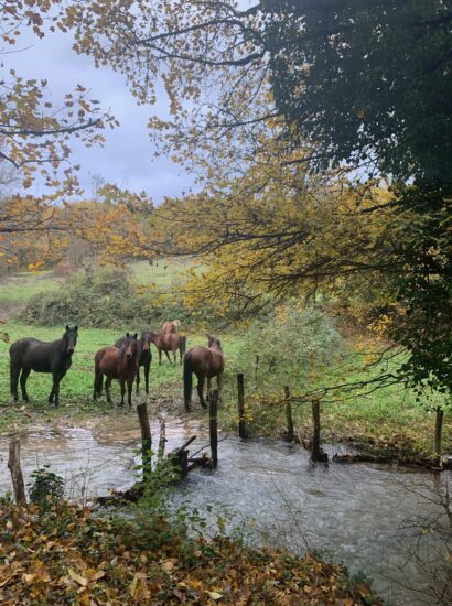 Bout du Monde chevaux